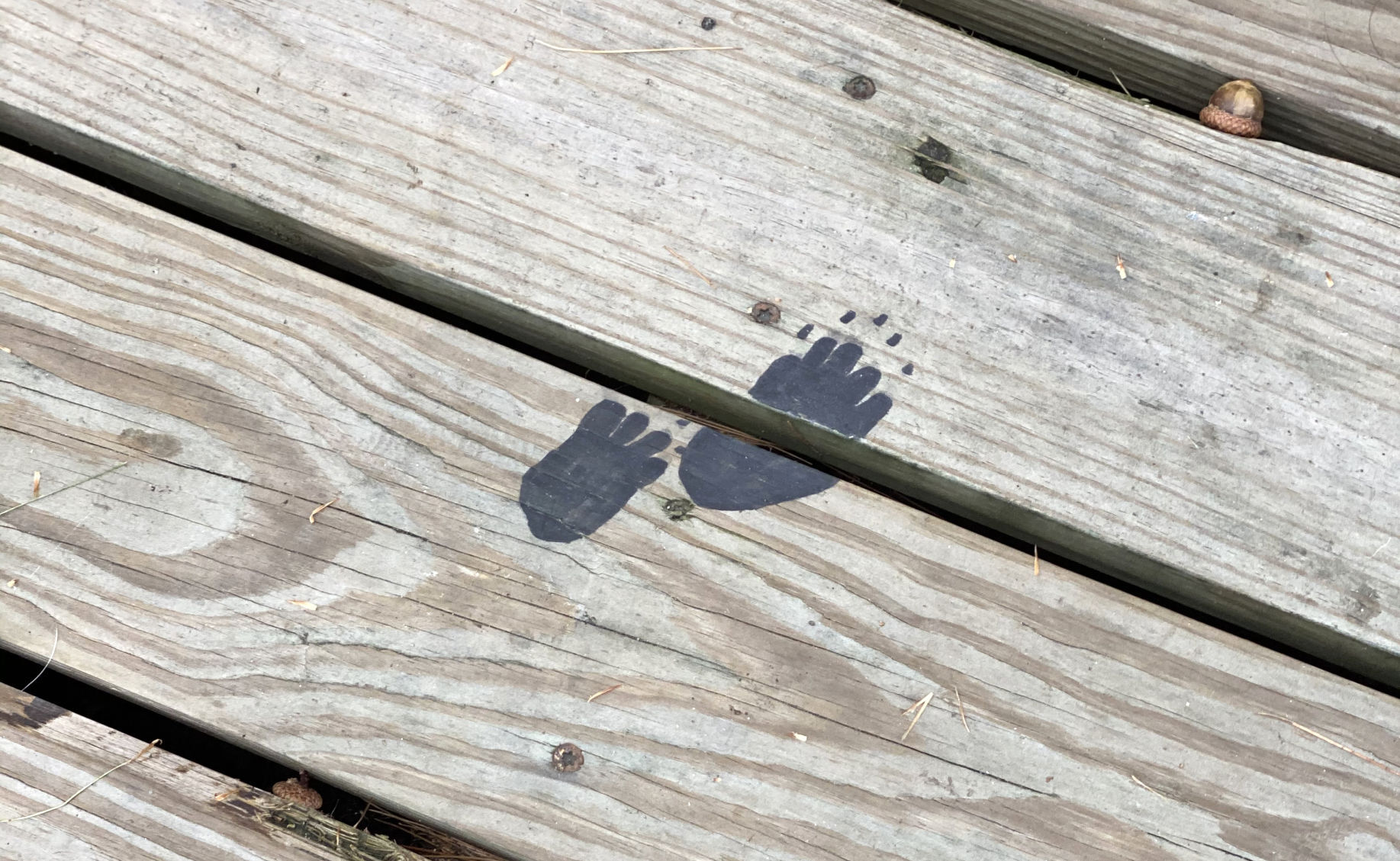 Signs of wildlife